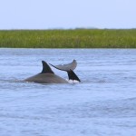 Dolphins_8989a