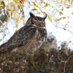 Great Horned Owl 059a